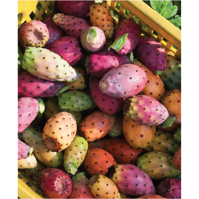Ingredient focus image of Prickly Pear included in Irene Forte Face Cream