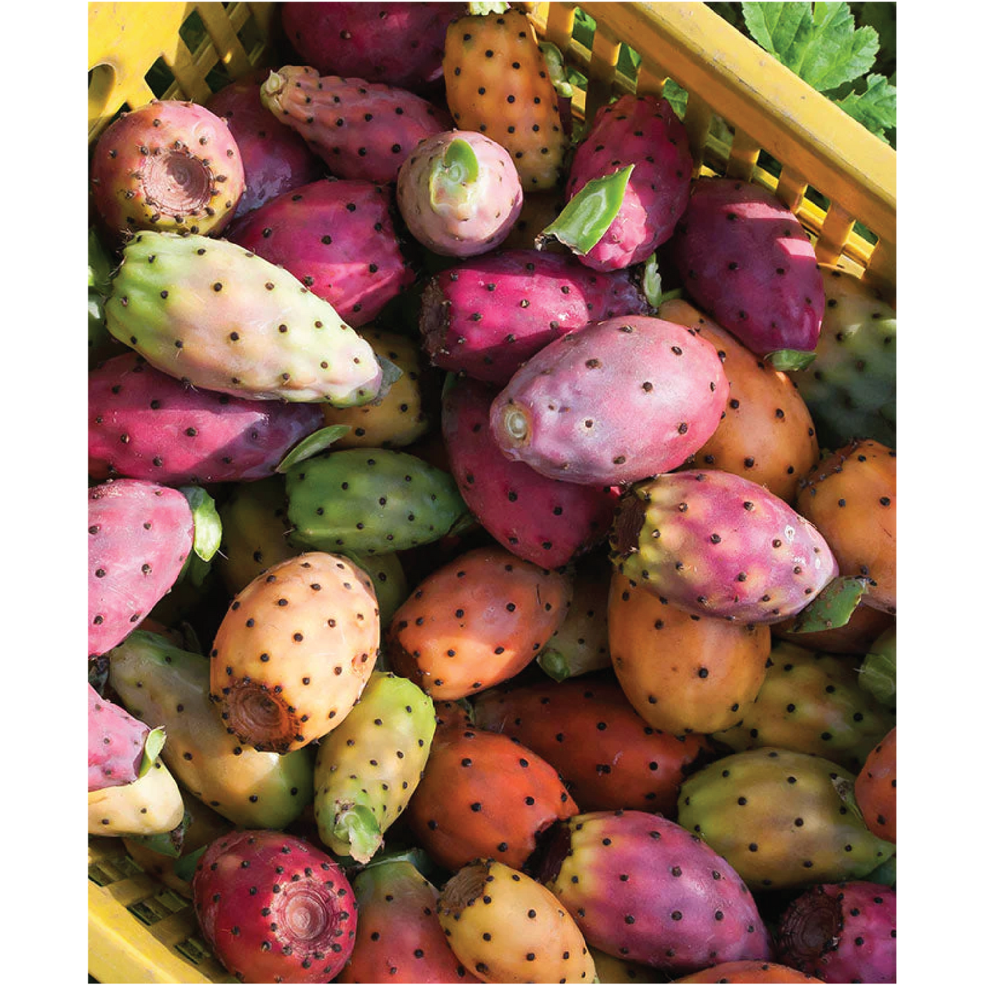 Ingredient focus image of Prickly Pear included in Irene Forte Face Cream