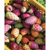 Ingredient focus image of Prickly Pear included in Irene Forte Face Cream