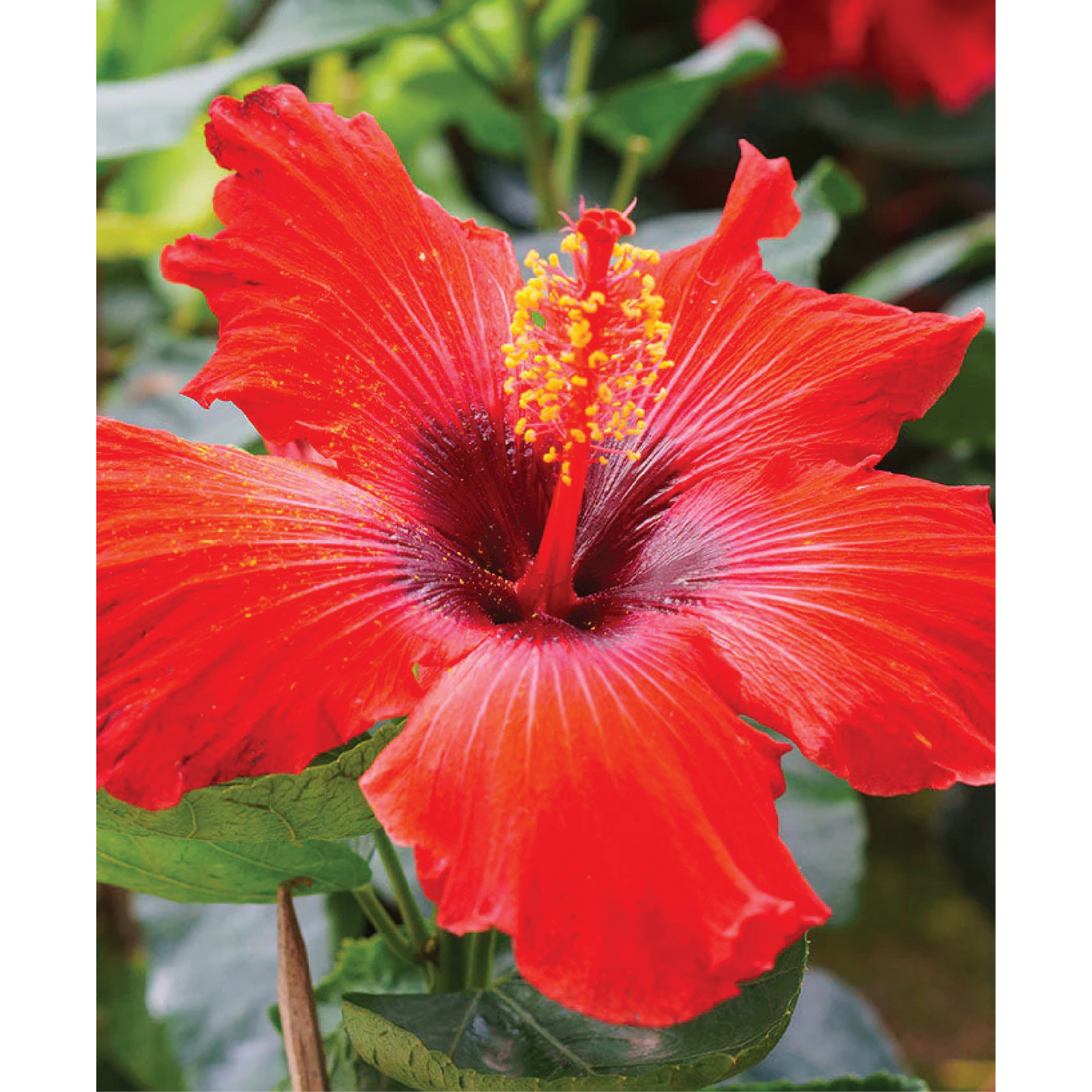 Ingredient photo of Hibiscus Serum With Myoxinol™