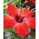 Ingredient photo of Hibiscus Serum With Myoxinol™